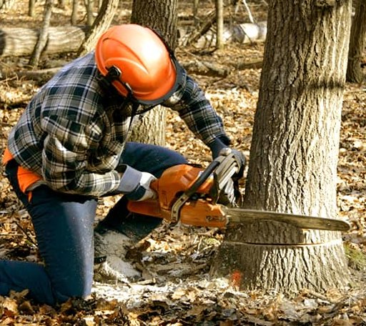 Tree Removal in Oak Run, CA